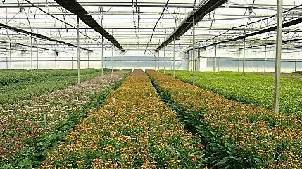 Abelló Linde CO2 flores|Abelló Linde CO2 invernadero|Abelló Linde suministro CO2 invernadero